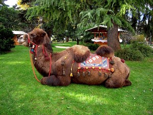 Il cammello Ali, attesissimo dai bambini al Mercatino di Natale di Arco
